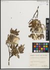 Foto von Salix helvetica Vill. x Salix waldsteiniana Willd.